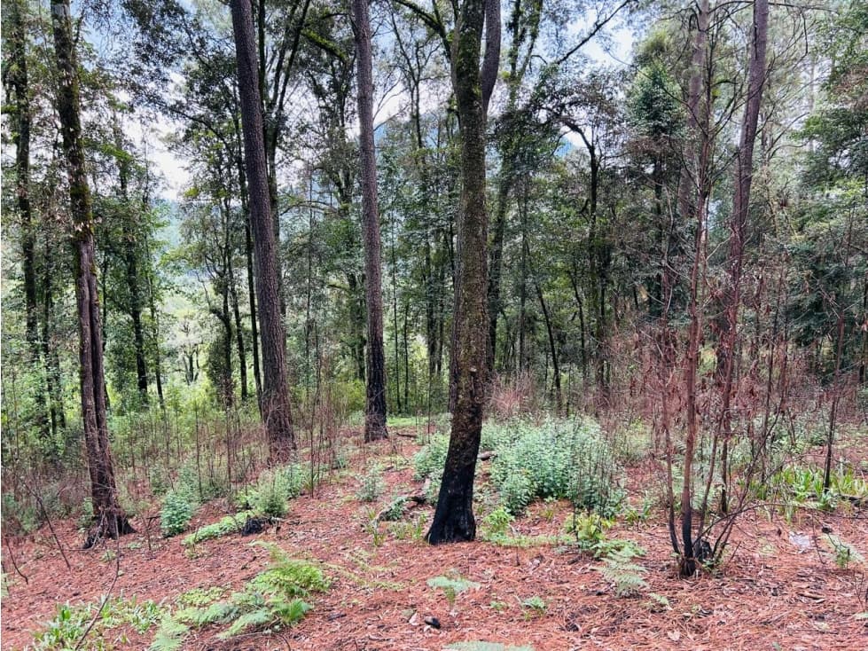 TERRENO EN VENTA EN EXCLUSIVA ZONA EN VALLE DE BRAVO — foto 6