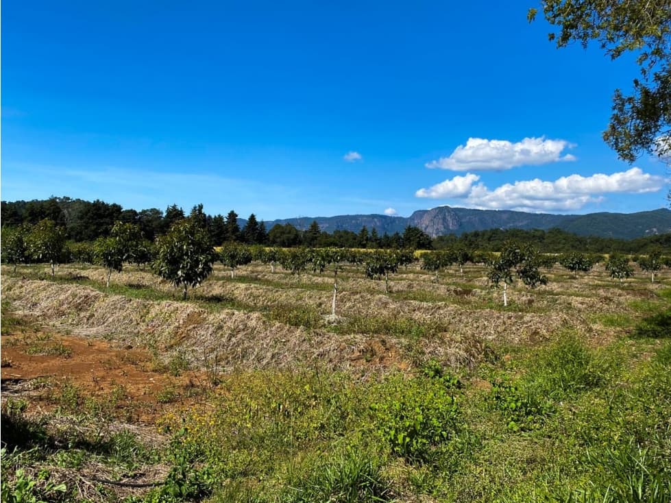 TERRENO EN VENTA CON ÁRBOLES DE AGUACATE — foto 5