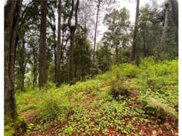 TERRENO EN VENTA | 3,382 M2 | CERRO GORDO | VALLE DE BRAVO