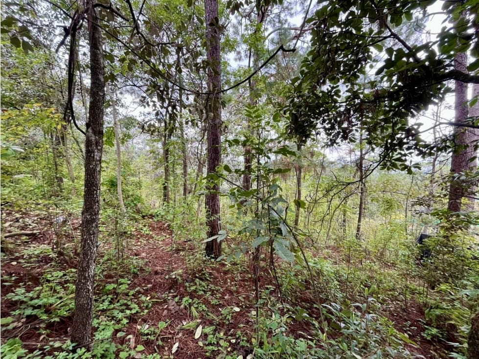 TERRENO EN VENTA | LOTE 1 | AVANDARO — foto 6