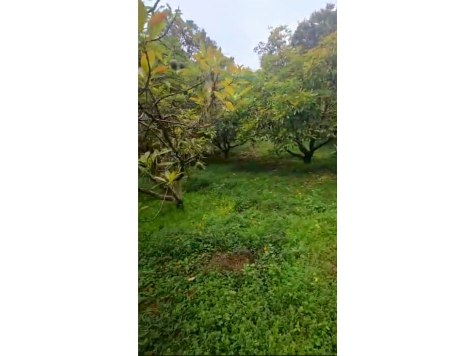 TERRENO EN VENTA, PIPIOLTEPEC — foto 4