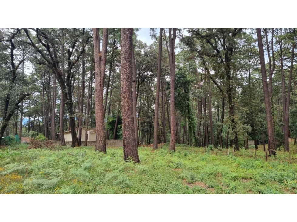 TERRENO CON ENTORNO DE BOSQUE, EN VENTA — foto 6