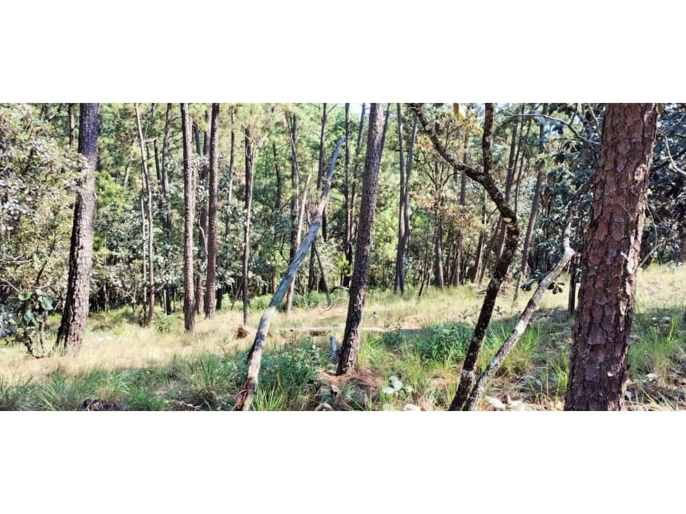 VENTA TERRENO /CERRO GORDO — foto 4
