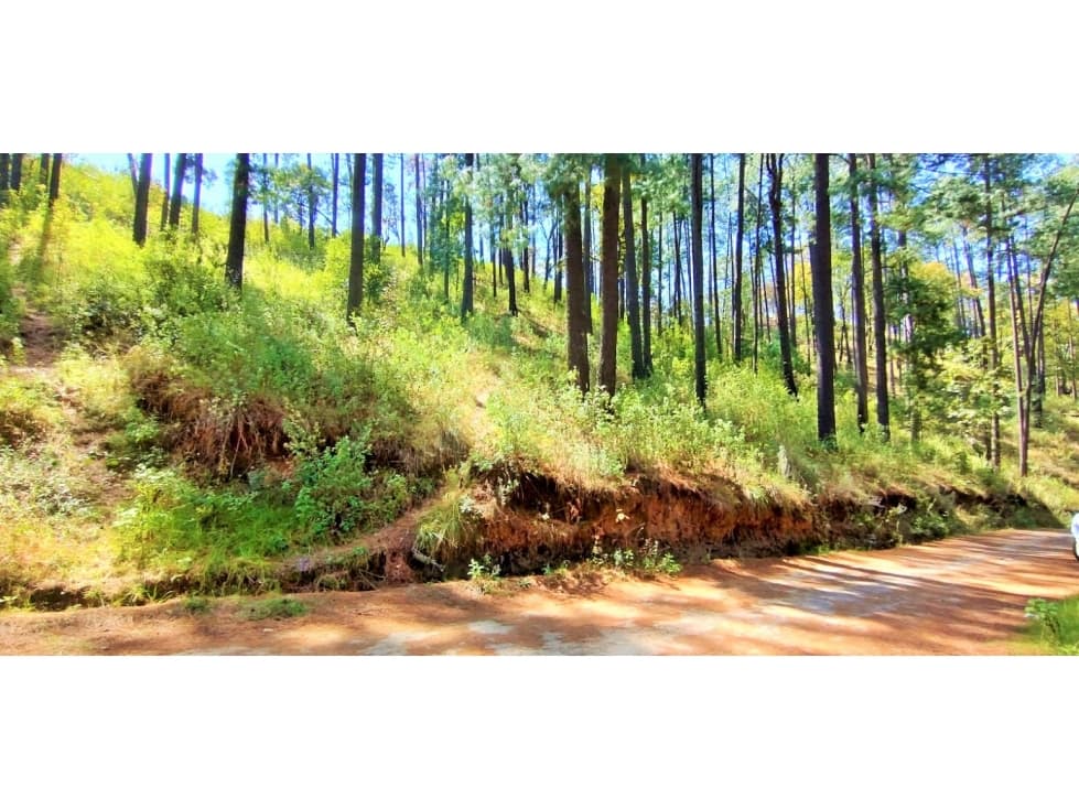 TERRENO ARBOLADO EN AMANALCO — foto 3
