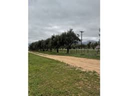 VENTA DE TERRENOS CON VIÑEDOS DE MÁS DE 40 AÑOS EN VALLE EL PORVENIR,