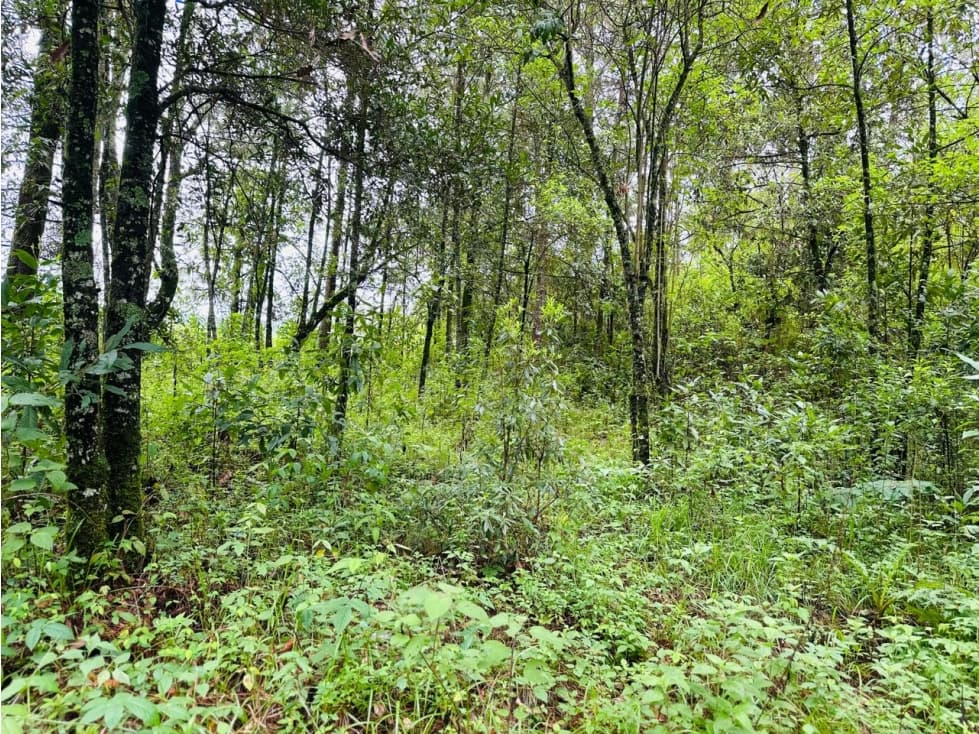 TERRENO EN VENTA CON DENSO BOSQUE — foto 1