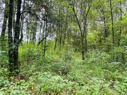 TERRENO EN VENTA CON DENSO BOSQUE