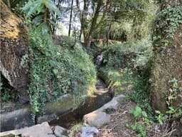 TERRENO EN VENTA SAN RAMÓN CON AGUA DE RIEGO