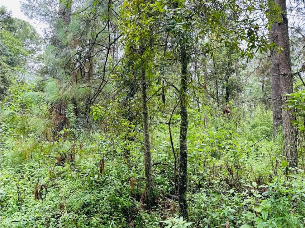 TERRENO EN VENTA CON DENSO BOSQUE — foto 4