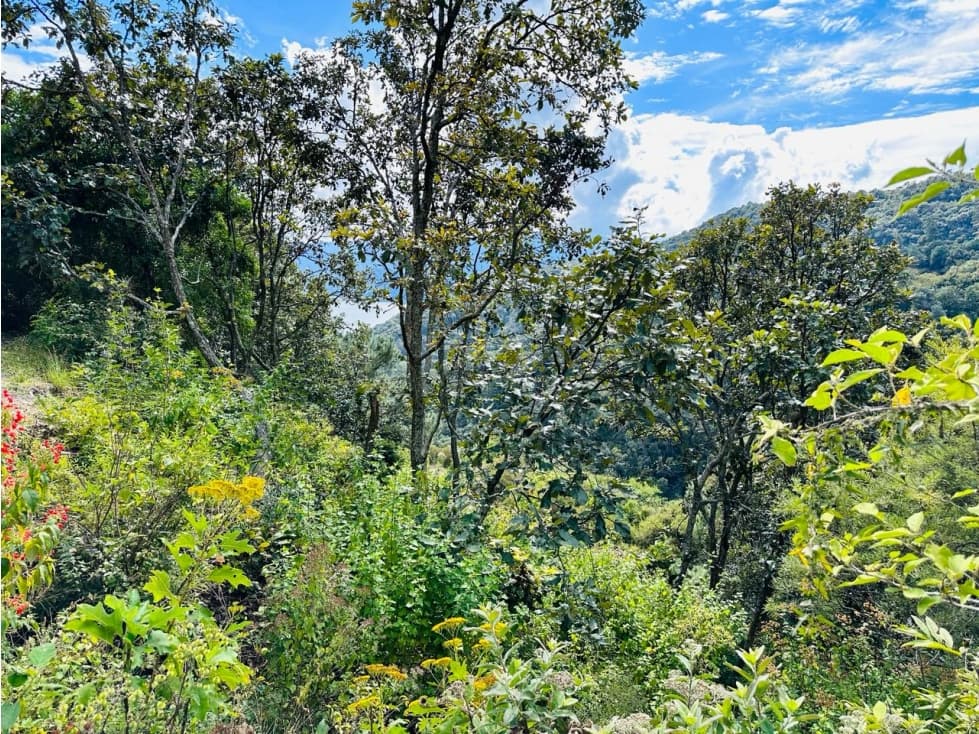 TERRENO DENTRO DE EL SANTUARIO — foto 4