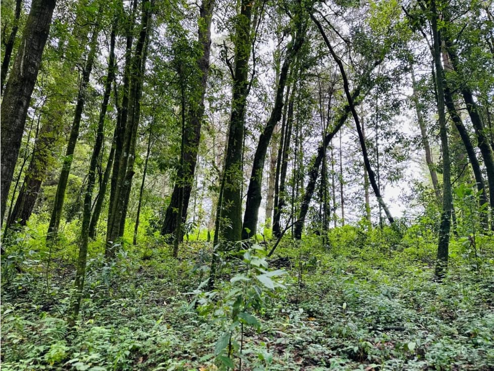 TERRENO EN VENTA CON DENSO BOSQUE — foto 5