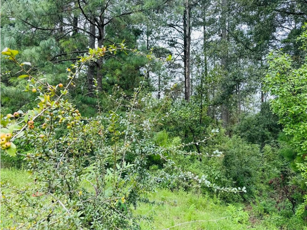 TERRENO EN VENTA CON DENSO BOSQUE — foto 6