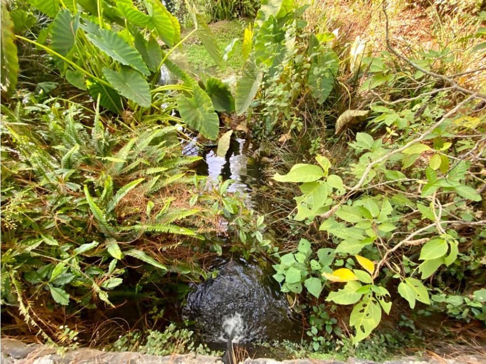 TERRENO EN VENTA, "LAS GOLONDRINAS" — foto 6
