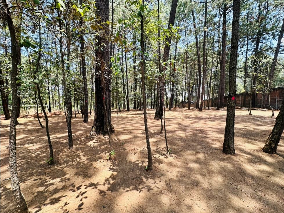 TERRENO CV — foto 6