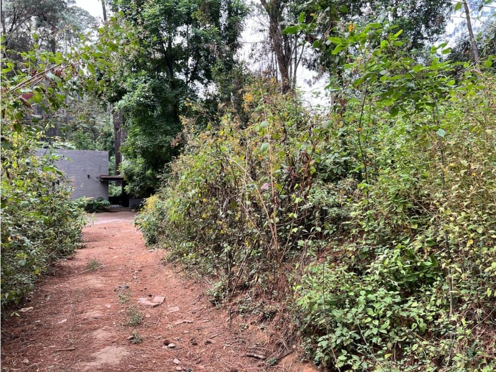 TERRENO CIRCUITO AVANDARO CON BOSQUE — foto 6