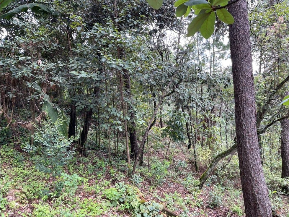 TERRENO EN VENTA AVANDARO LOTE 51-A — foto 6