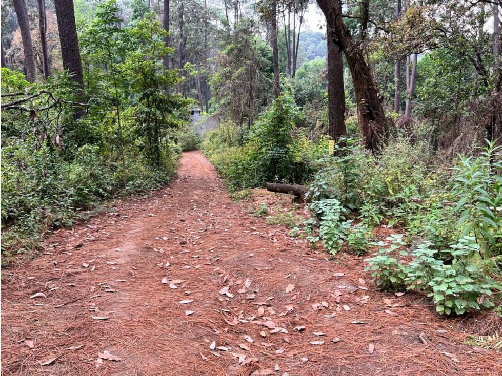 TERRENO CIRCUITO AVANDARO CON BOSQUE — foto 5