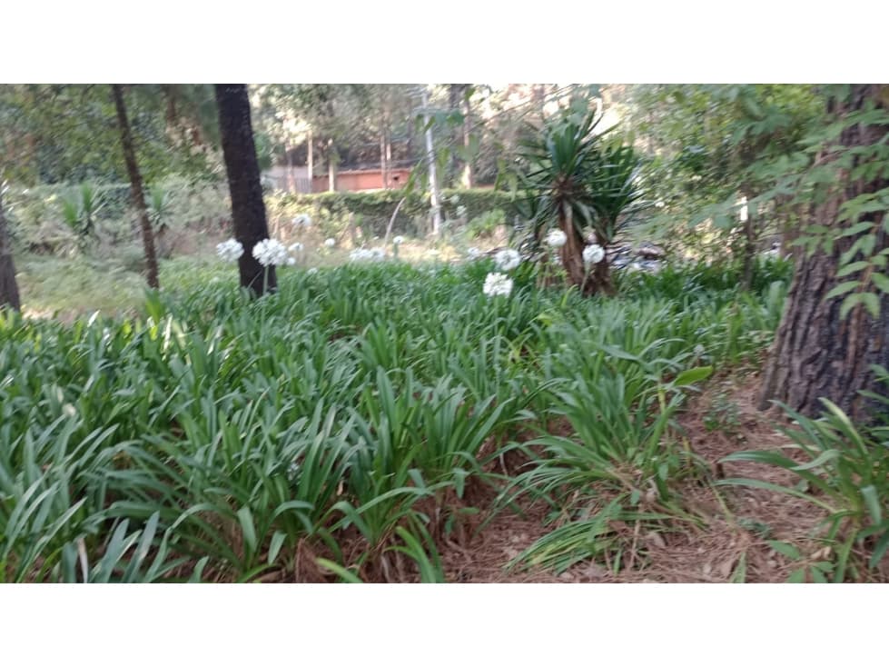 TERRENO CERRO GORDO — foto 6