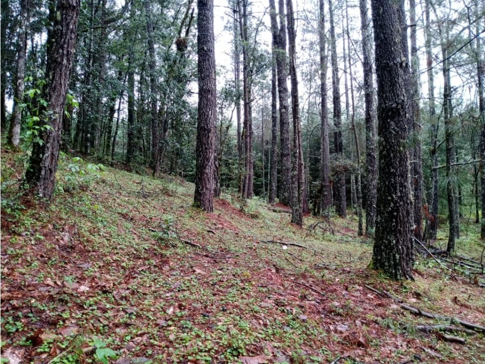 TERRENO LAS TROJES — foto 3