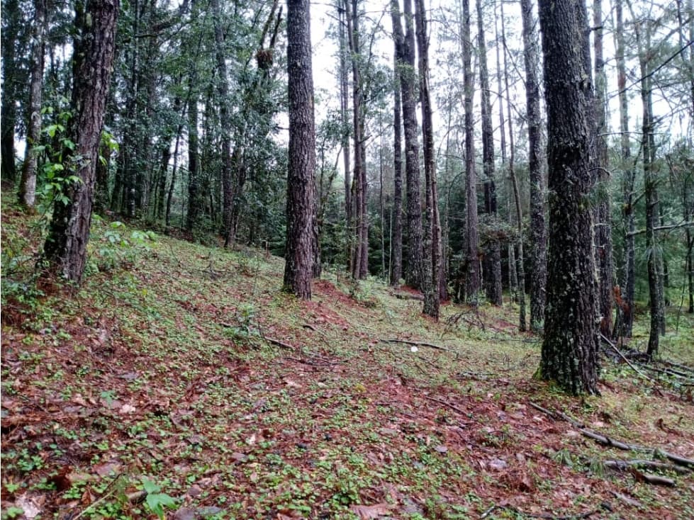 TERRENO LAS TROJES — foto 4