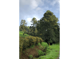Terreno en Los Saúcos Valle de Bravo C