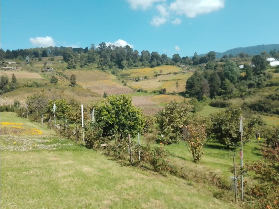 HERMOSO HUERTO EN ZONA PRIVILEGIADA — foto 2