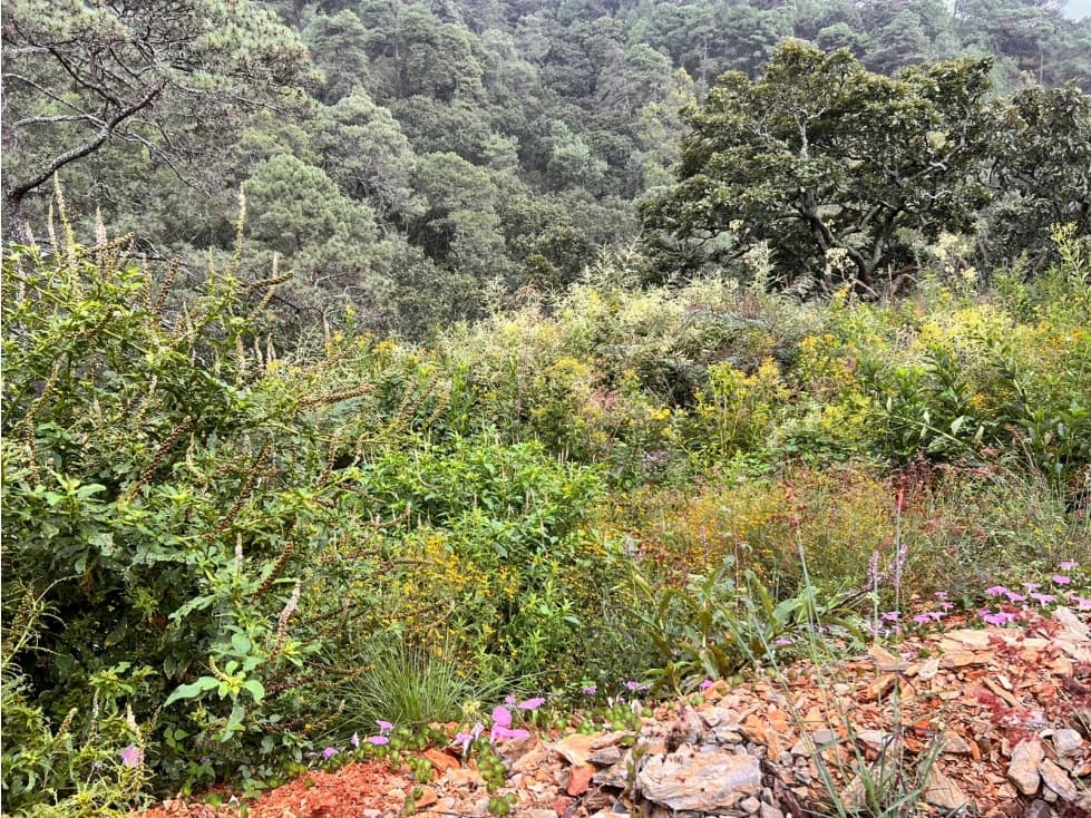 TERRENO EN VENTA EN VALLE DE BRAVO P — foto 4