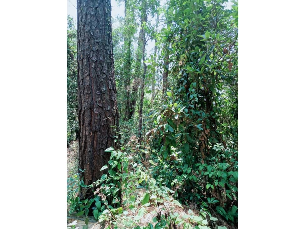 TERRENO EN VENTA EN CERRO GORDO, VALLE DE BRAVO P — foto 5