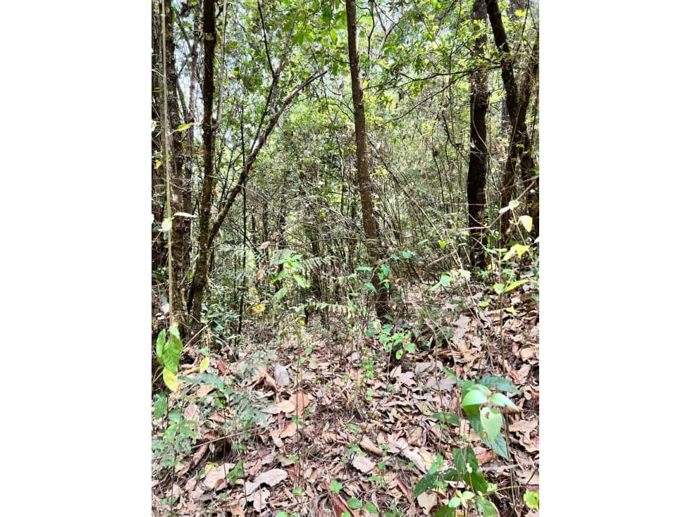 TERRENO EN VENTA EN VALLE DE BRAVO (ZONA LOS ALAMOS) P — foto 4