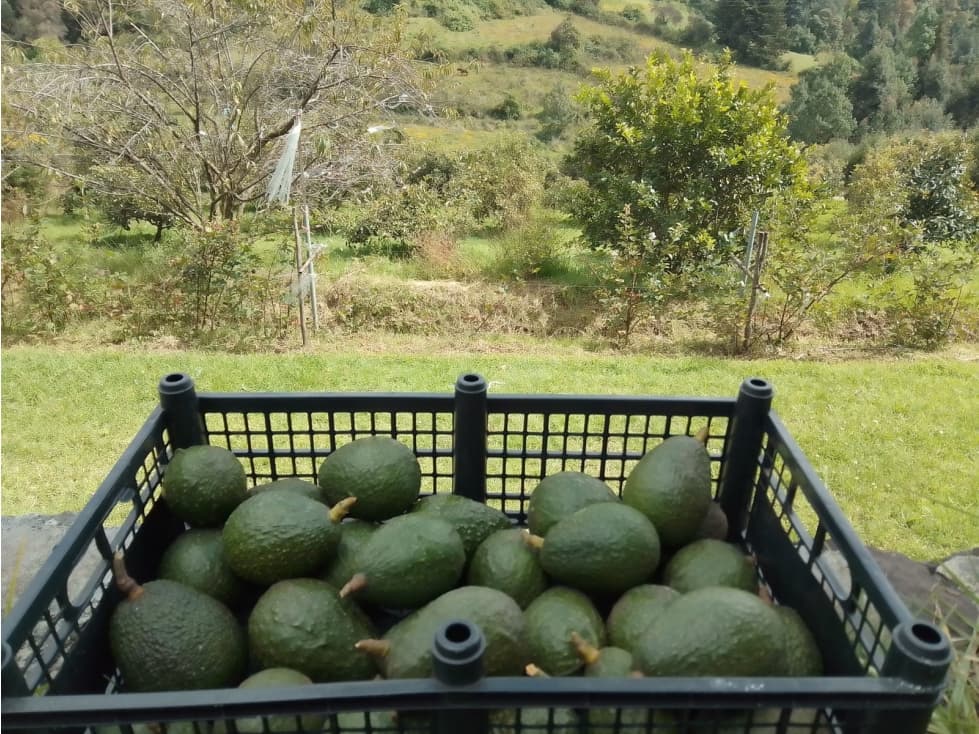 HERMOSO HUERTO EN ZONA PRIVILEGIADA — foto 5