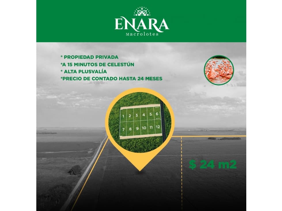 Tetiz Enara Macrolotes en Venta — foto 4