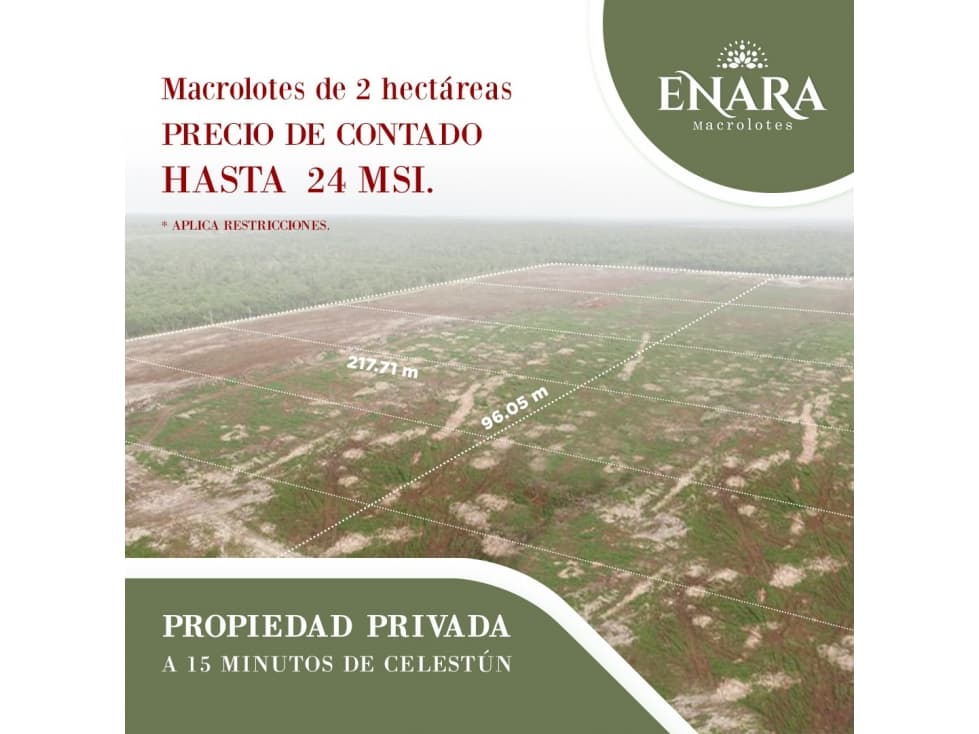 Tetiz Enara Macrolotes en Venta — foto 5