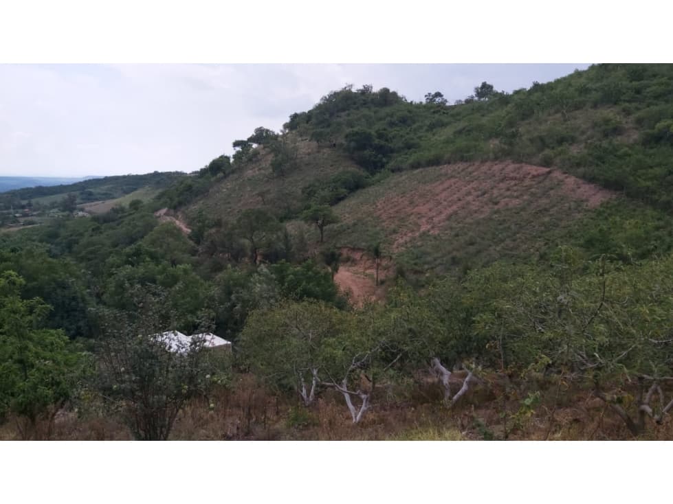 TERRENO EN VENTA CON AGAVE TEPATITLAN — foto 1