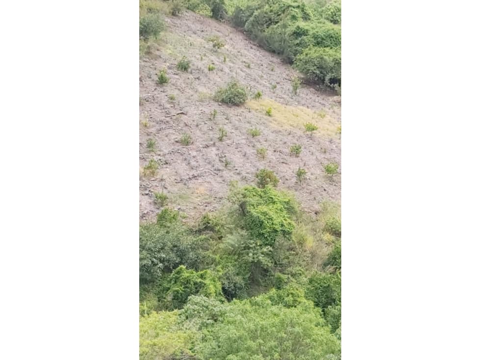 TERRENO EN VENTA CON AGAVE TEPATITLAN — foto 4