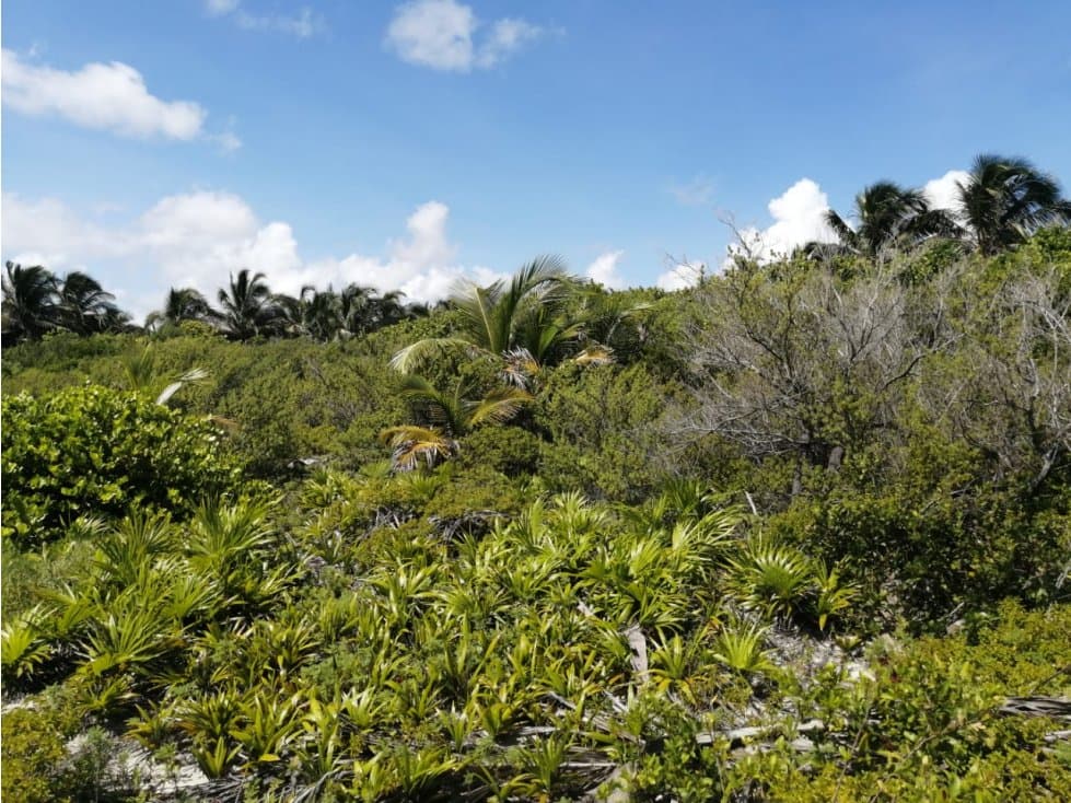 Terreno de 30 hectáreas Sian Ka'an — foto 5