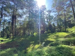 TERRENO A LA VENTA, INMERSO EN EL BOSQUE RODEADO DE NATURALEZA