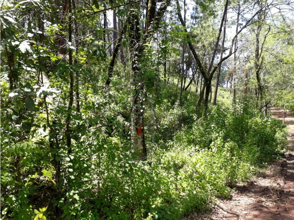 TERRENO EN VENTA EN AVANDARO — foto 1