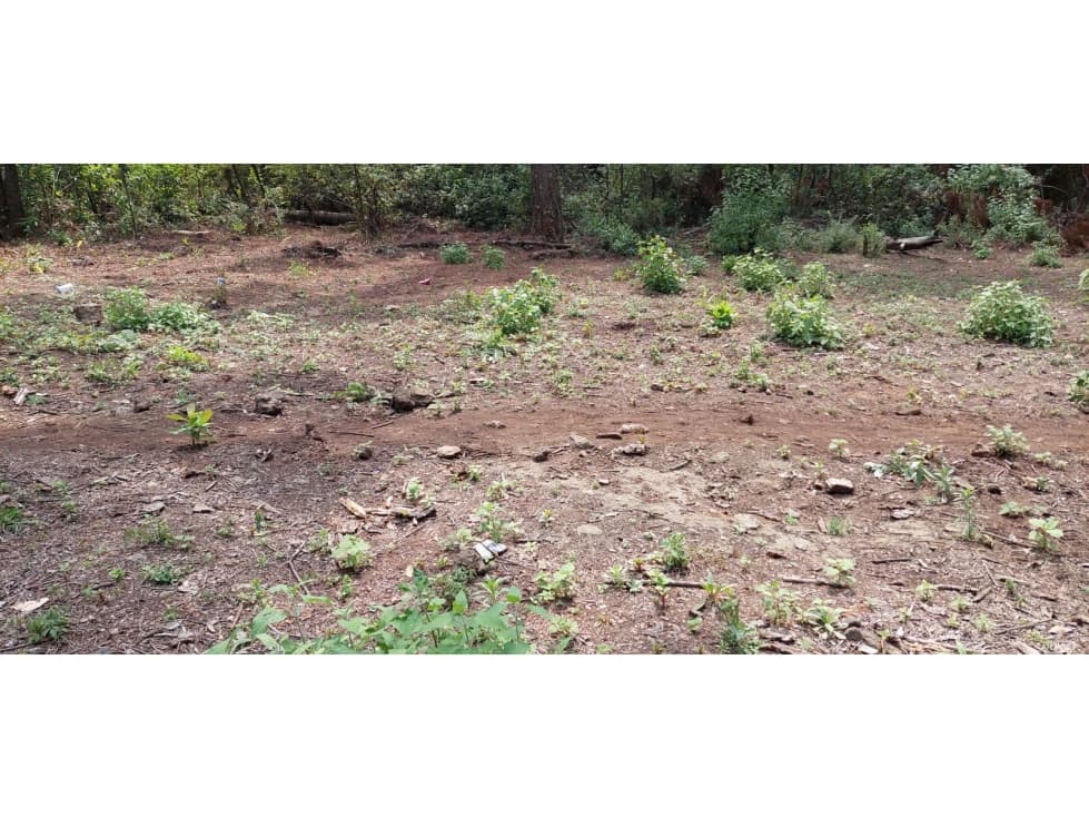 HERMOSO LOTE EN CERRO GORDO — foto 6