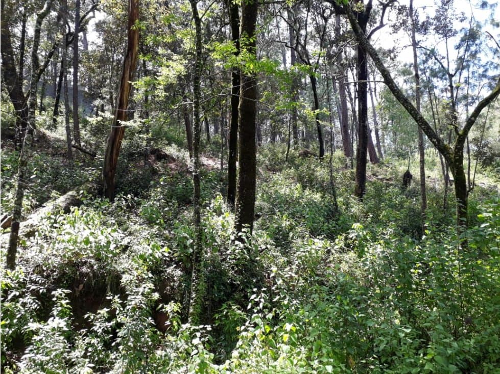 TERRENO EN VENTA EN AVANDARO — foto 4