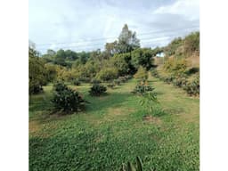 TERRENO CON HUERTO AGUACATE Y FLOR DE PARAISO