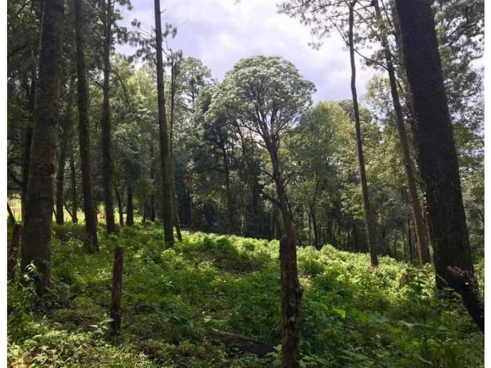 TERRENO CON MANANTIAL EN VALLE DE BRAVO — foto 2