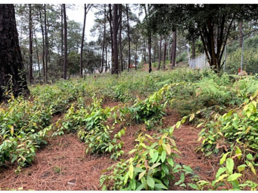 TERRENO AVANDARO — foto 3