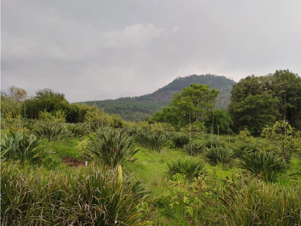 TERRENO EN VENTA, VALLE DE BRAVO, EL AGUACATE — foto 4