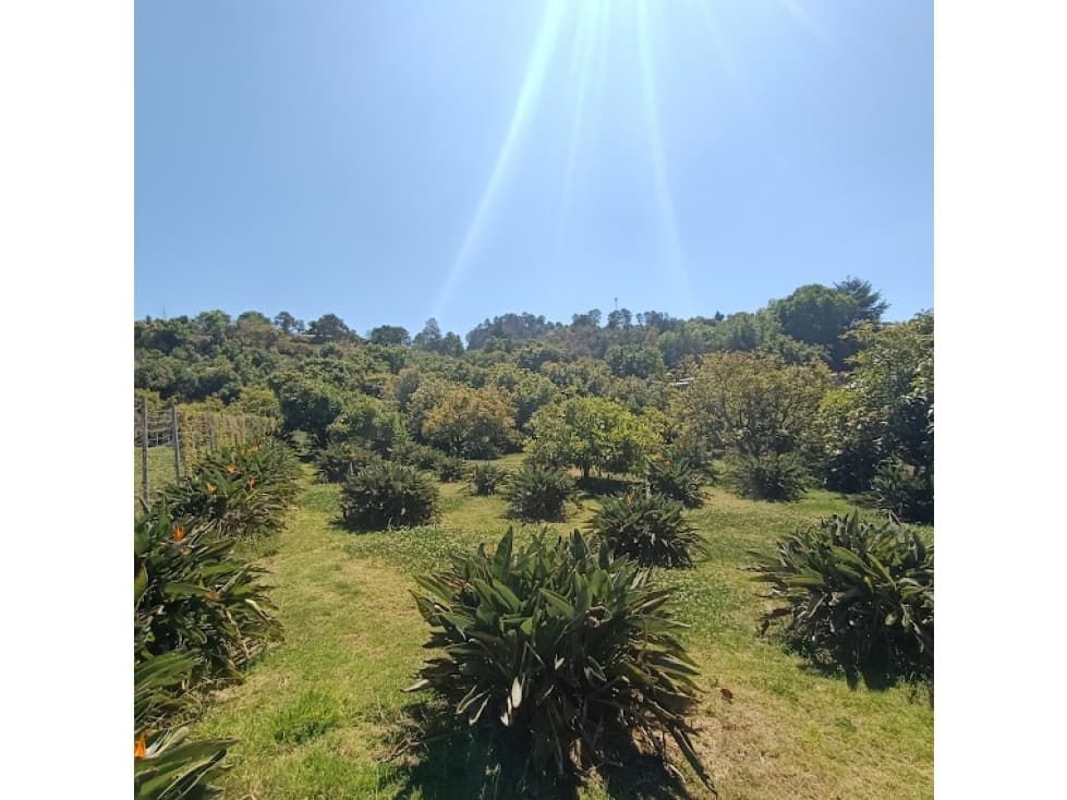 TERRENO CON HUERTO EN PIPIOLTEPEC — foto 3