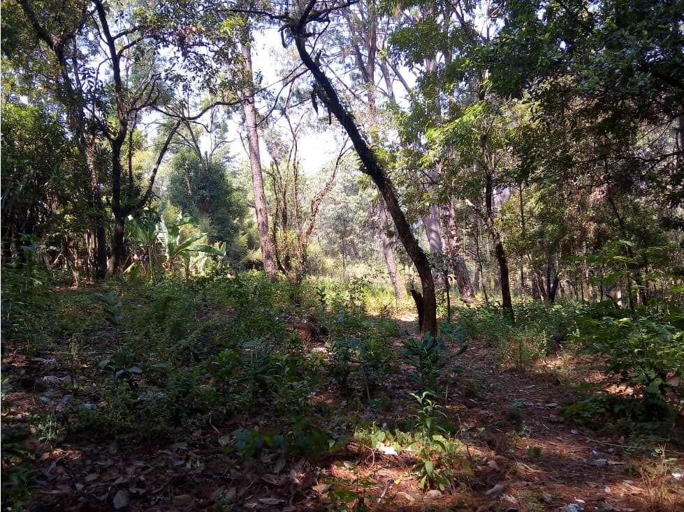 TERRENO AVANDARO — foto 5