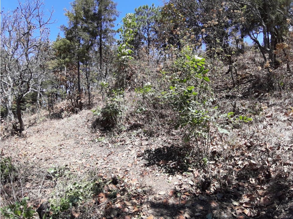 TERRENO PARA PROYECTO EN EL CERRILLO — foto 6