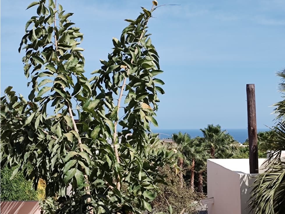 residencial los tules los cabos bcs — foto 3