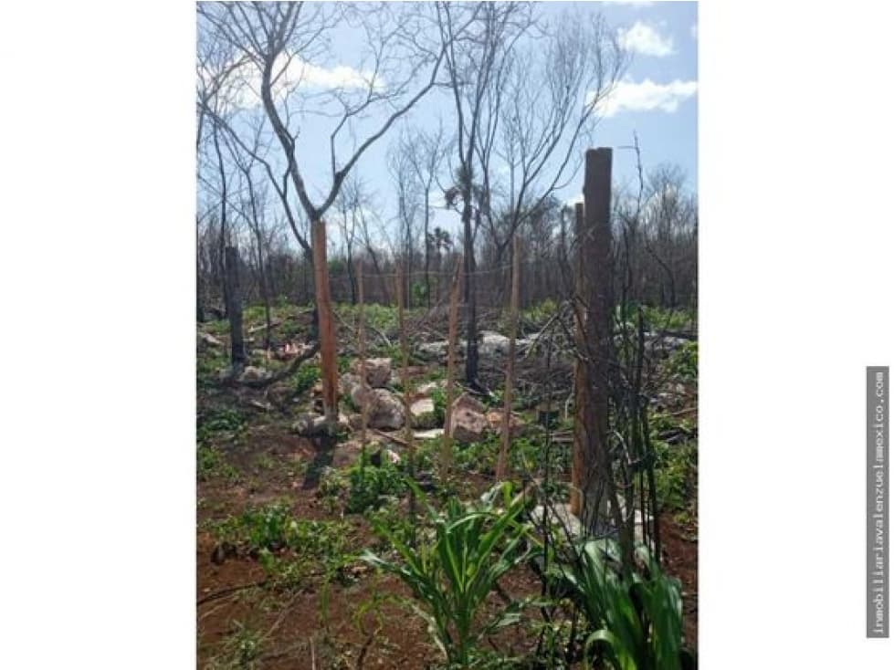 TERRENO EN VENTA  LEONA AVICARIO — foto 3