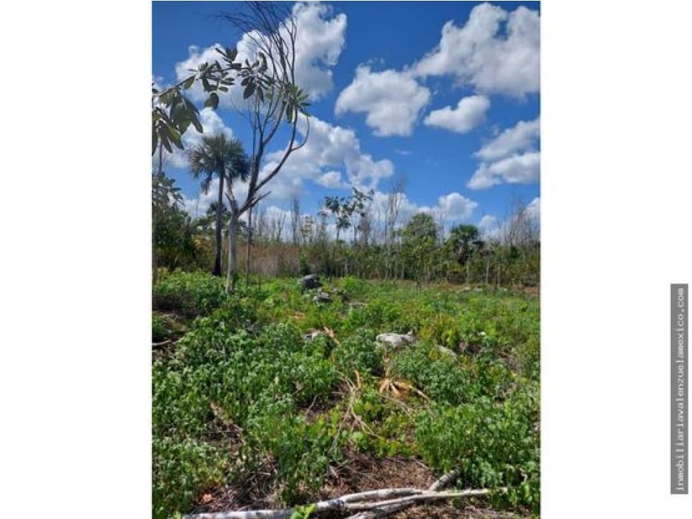 TERRENO EN VENTA  LEONA AVICARIO — foto 4