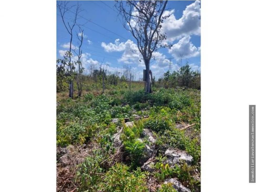 TERRENO EN VENTA  LEONA AVICARIO — foto 6